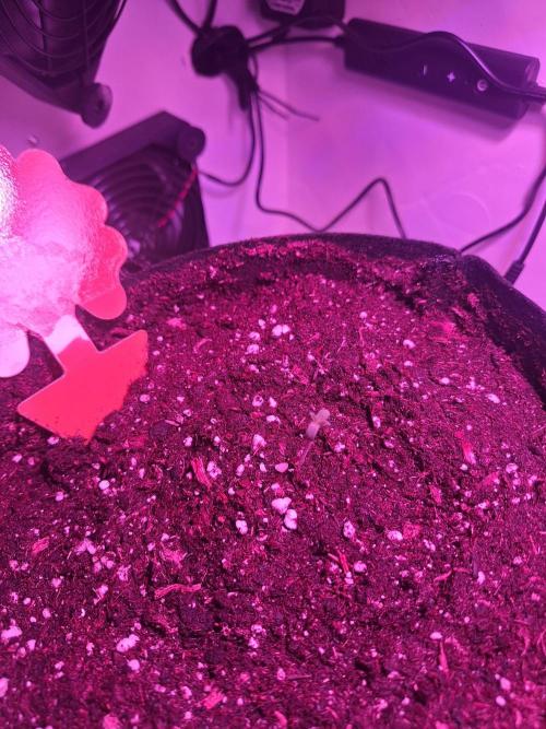 DIY homemade Mini grow (2x BB Auto). Week 0