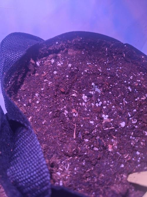 DIY homemade Mini grow (2x BB Auto). Week 0 - After changing to 20w Osram in correct setting