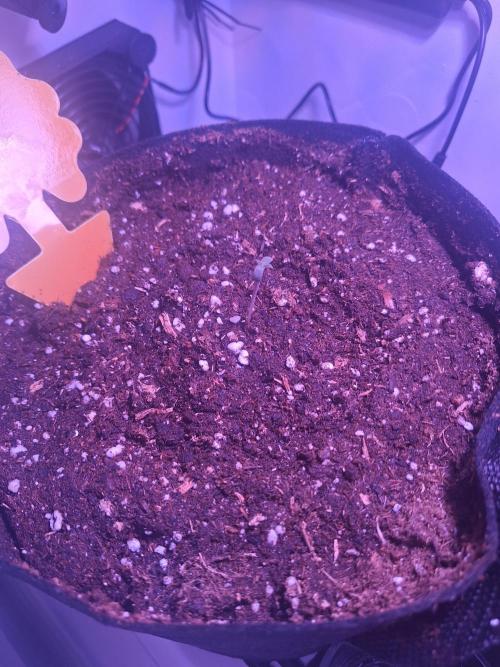 DIY homemade Mini grow (2x BB Auto). Week 0