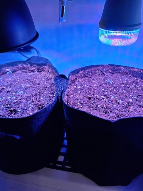 DIY homemade Mini grow (2x BB Auto). Week 0 - Running two bulbs now day 2