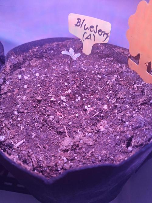 DIY homemade Mini grow (2x BB Auto). Week 0 - Day 3