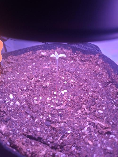 DIY homemade Mini grow (2x BB Auto). Week 0 - Day 3