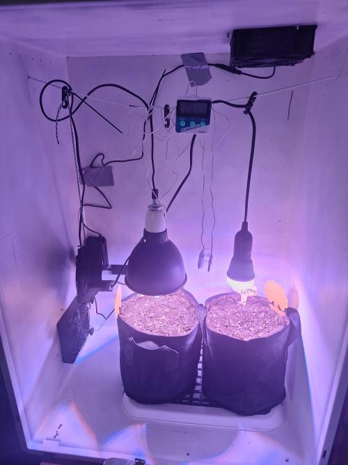 DIY homemade Mini grow (2x BB Auto). Week 0 - Setup after second bulb Installation on day 3
