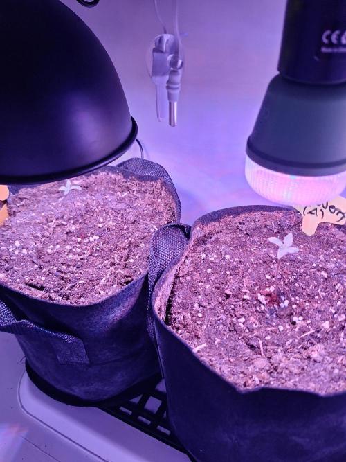 DIY homemade Mini grow (2x BB Auto). Week 0 - Day 4