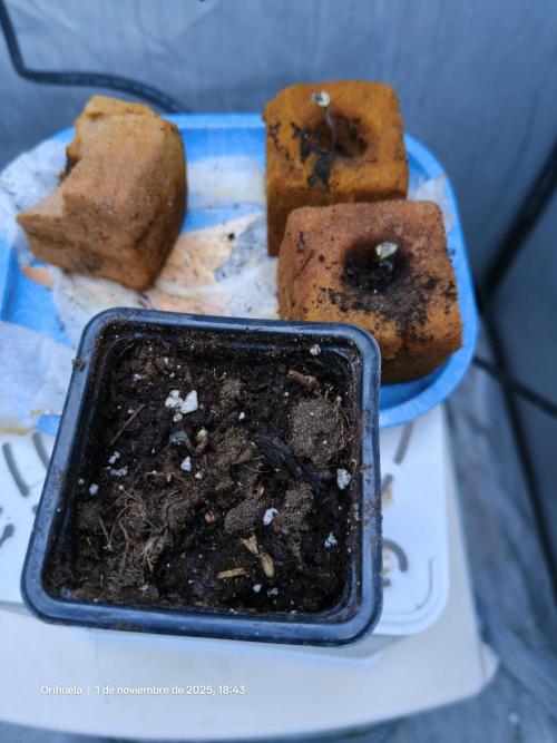 Gorila Melón Mother. Week 1 - First time using pet foam in 2/3 and world nicely