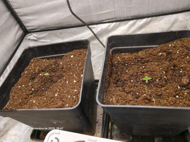 Gorila Melón Mother. Week 1