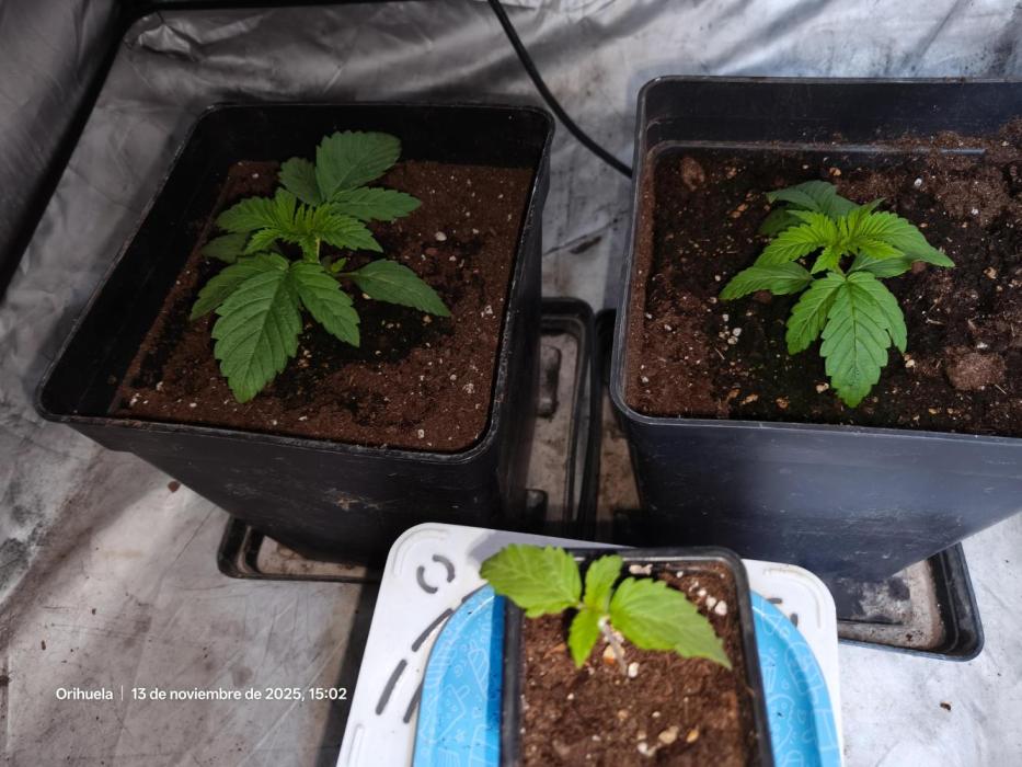 Gorila Melón Mother. Week 3 - Hojas bien grandes, buena genética pinta