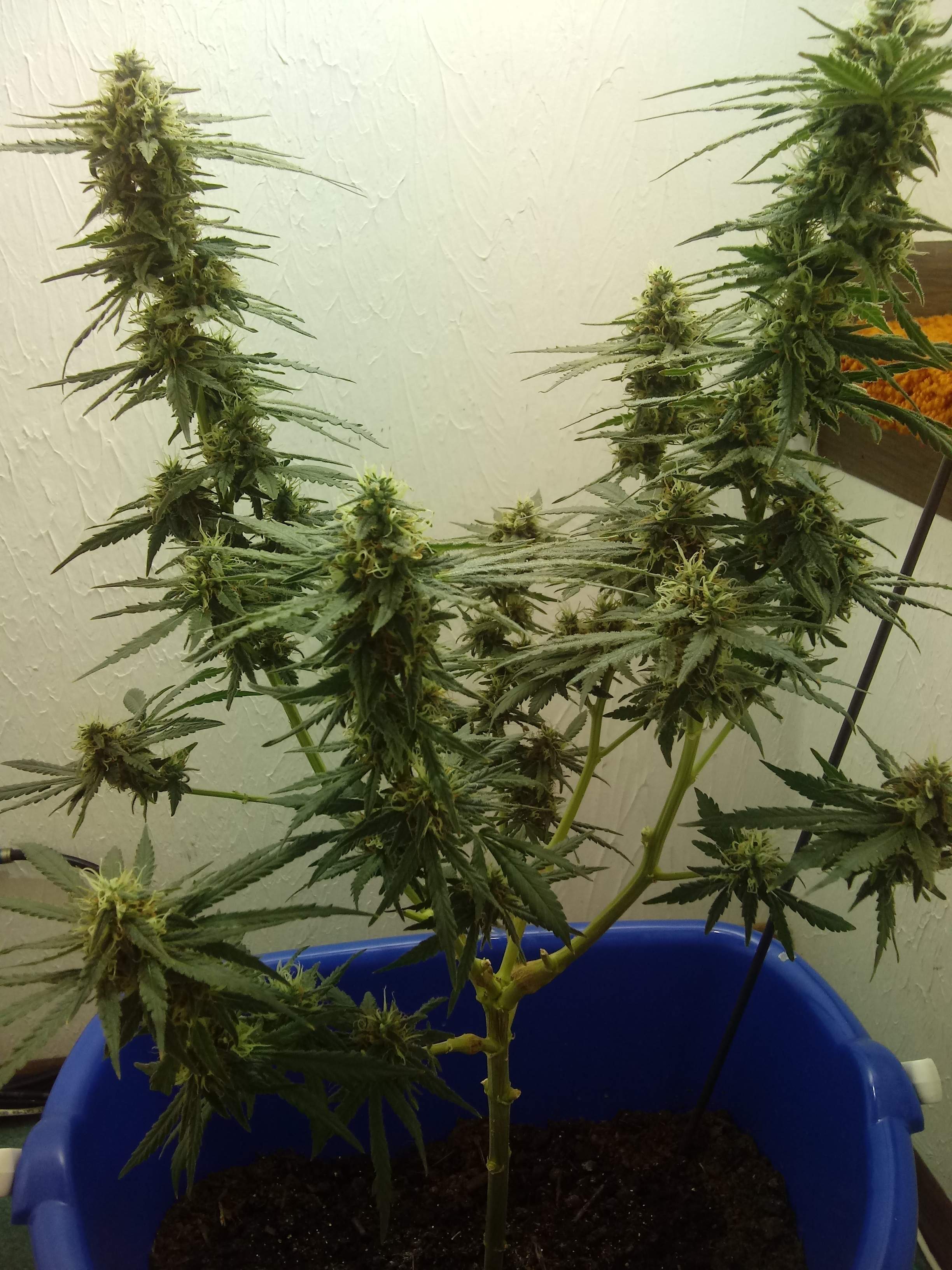 Gmo cookies grow diary (journal) week13 by GutterHoe GrowDiaries