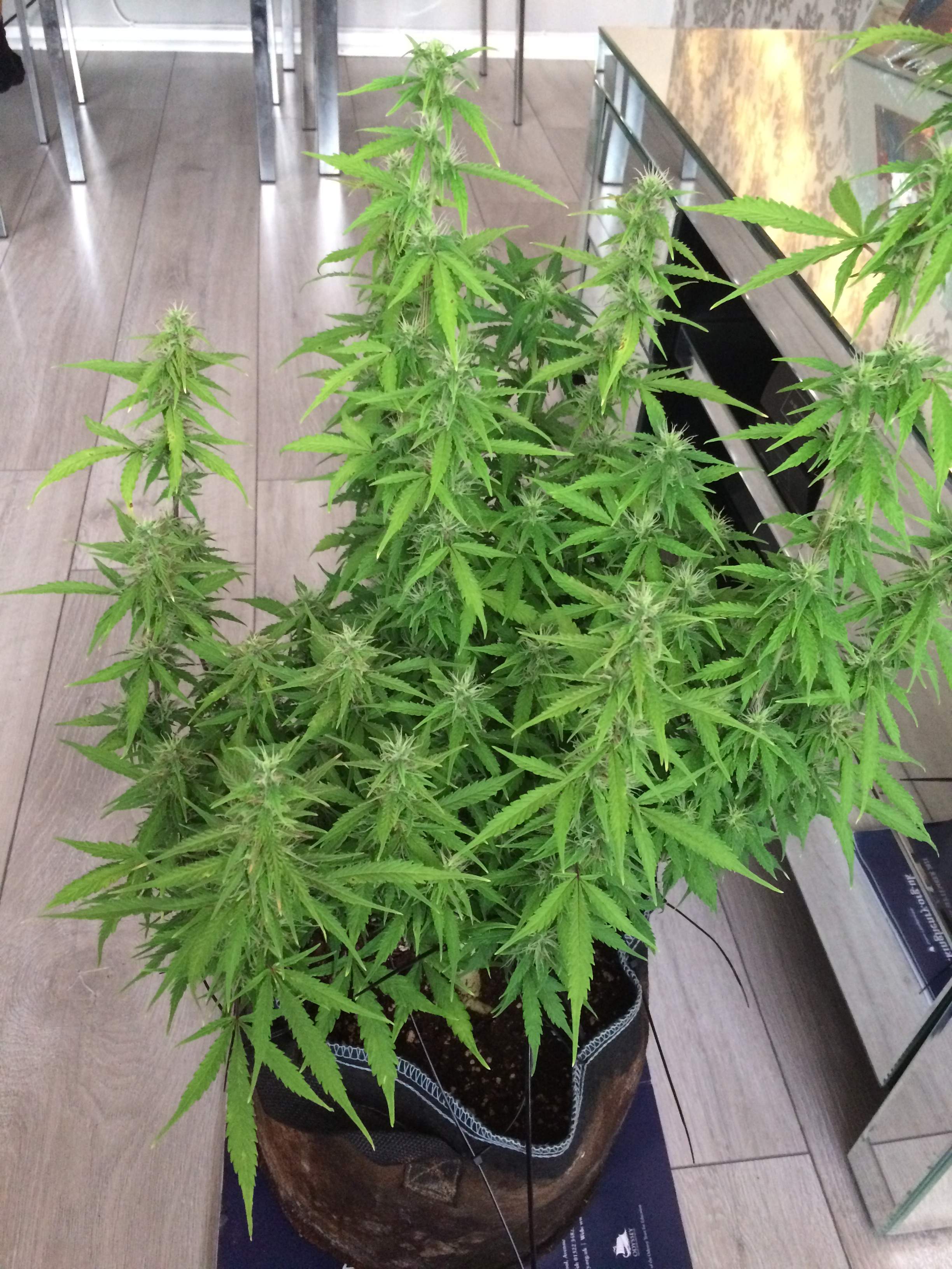 Weedseedsexpress Gorilla Glue autoflower seeds grow diary (journal