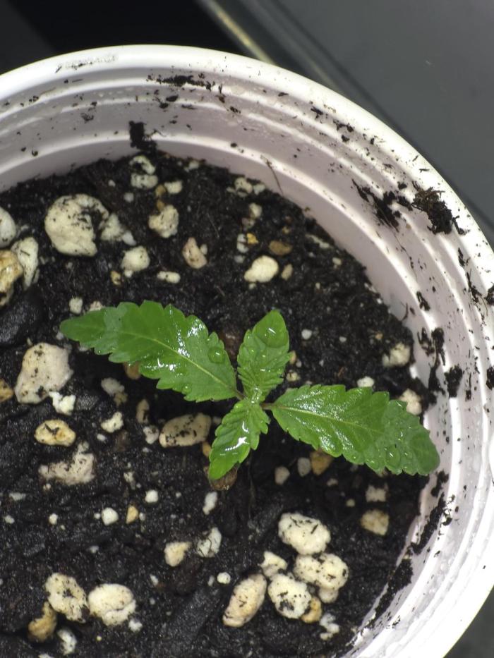 Hg²³. Week 0 - Well this is a week after I planted it. 