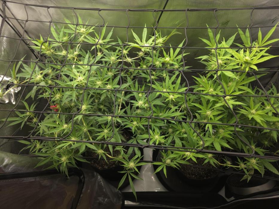 Strawberry Banana Cake. Week 3 - Week 3 of flowering. 