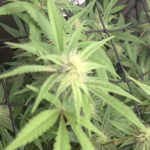 Strawberry Banana Cake