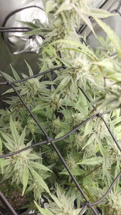 Strawberry Banana Cake