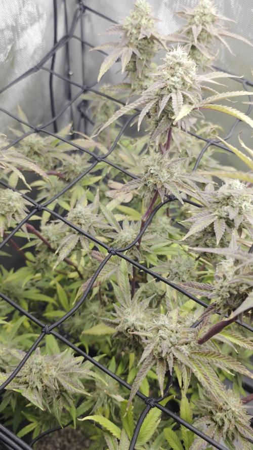 Strawberry Banana Cake