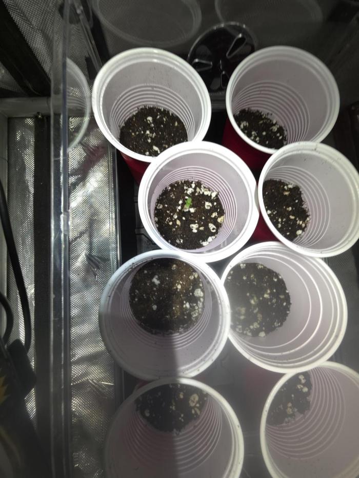 Fuck everyone.. Week 0 - I never ran regs before so I am hopeful. 