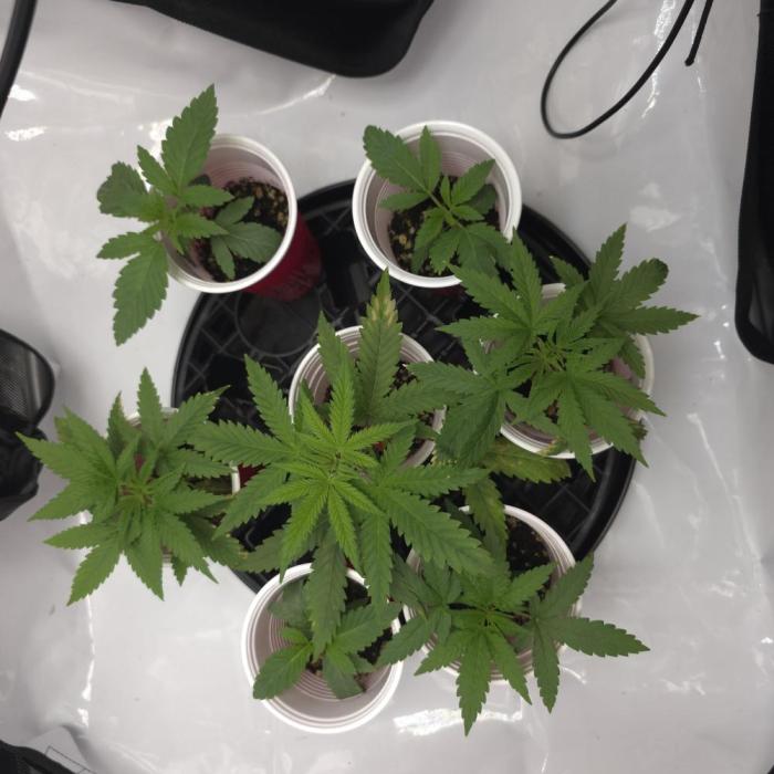 Fuck everyone.. Week 1 - Everything looks good and the following week will be transplant week. 