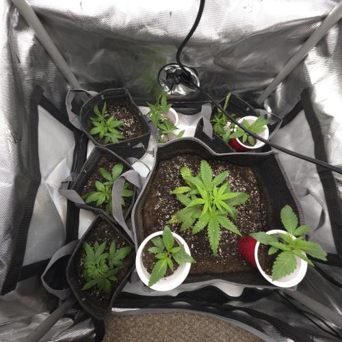 Fuck everyone.. Week 2 - Waiting to transplant kosher kush. Transplanted honey banana cake. 