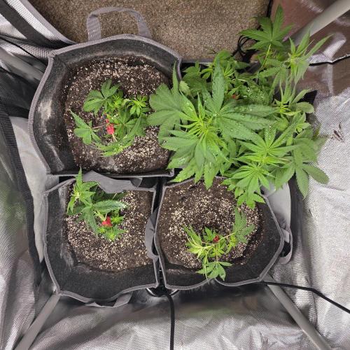 Fuck everyone.. Week 3
