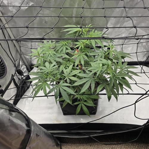 Fuck everyone.. Week 5