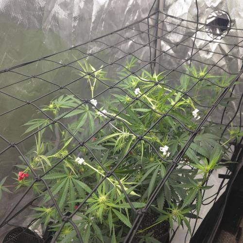 Fuck everyone.. Week 6 - nice lil scrogg set up
