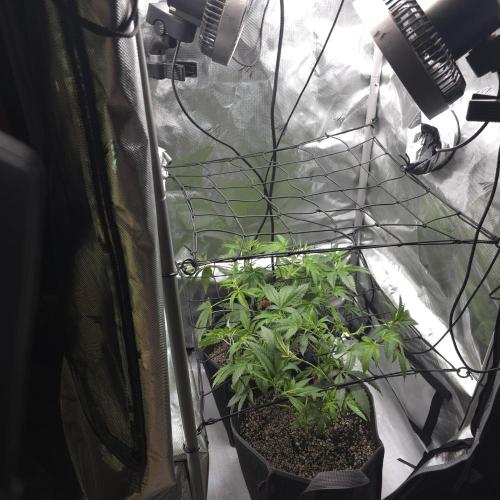 Fuck everyone.. Week 6