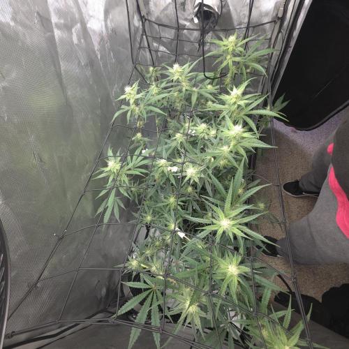 Fuck everyone.. Week 7 - Quick progress report 