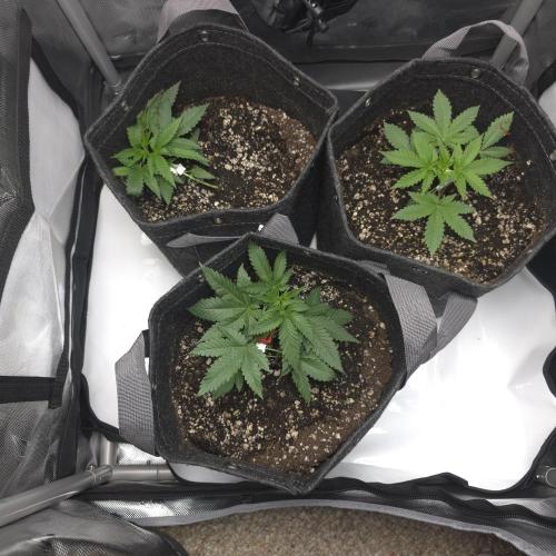 Fuck everyone.. Week 7 - Quick progress report 