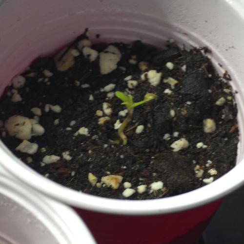 Sour garlic x Honey banana. Week 0 - Baby....