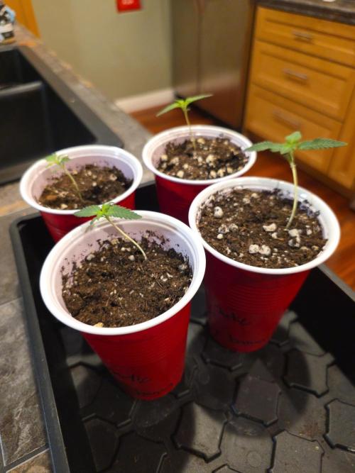 Sour garlic x Honey banana. Week 0 - They start so young....