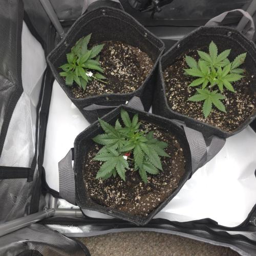 Sour garlic x Honey banana. Week 1 - Back dating to 3-29-26