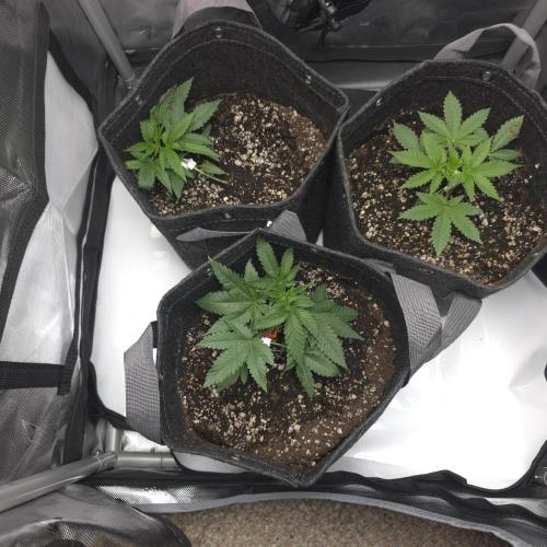 Sour garlic x Honey banana. Week 1 - Back dating to 3-29-26