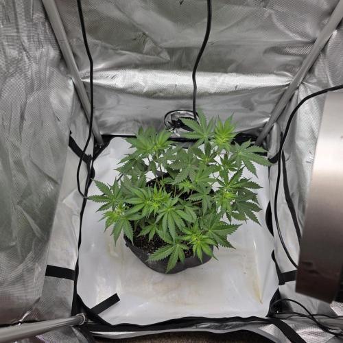 Sour garlic x Honey banana. Week 2 - My last harvest ended up having PM...