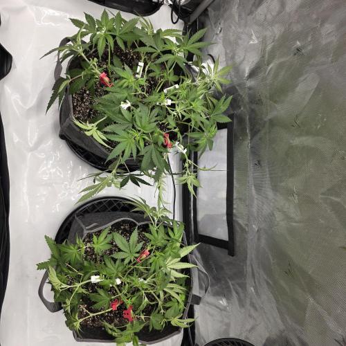 Sour garlic x Honey banana. Week 2