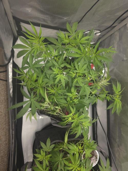 Sour garlic x Honey banana. Week 3 - These ladies are full on EXPLODING with growth. 