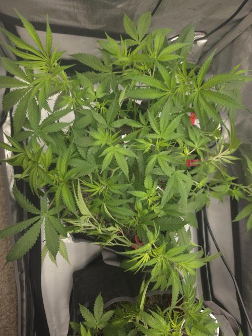 Sour garlic x Honey banana. Week 3