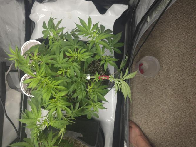 Sour garlic x Honey banana. Week 3