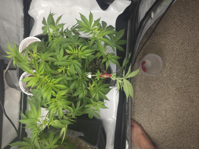 Sour garlic x Honey banana. Week 3