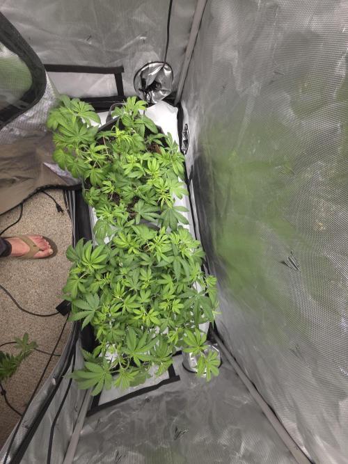 Sour garlic x Honey banana. Week 3 - The growth on these is insane. 