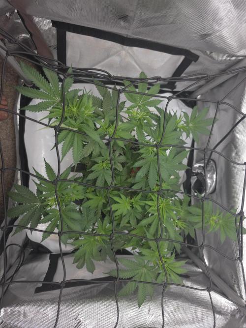 Sour garlic x Honey banana. Week 3