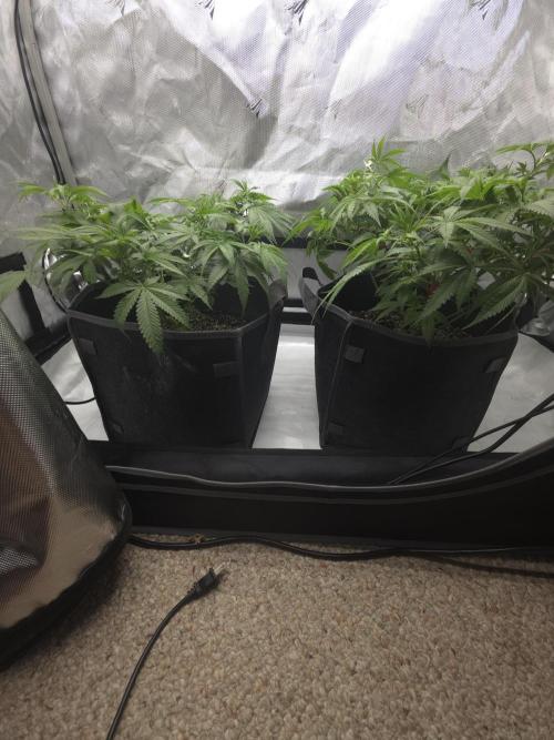Sour garlic x Honey banana. Week 4 - I'm waiting for the stretch. 