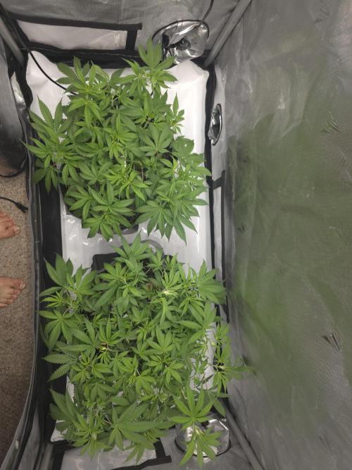 Sour garlic x Honey banana. Week 4