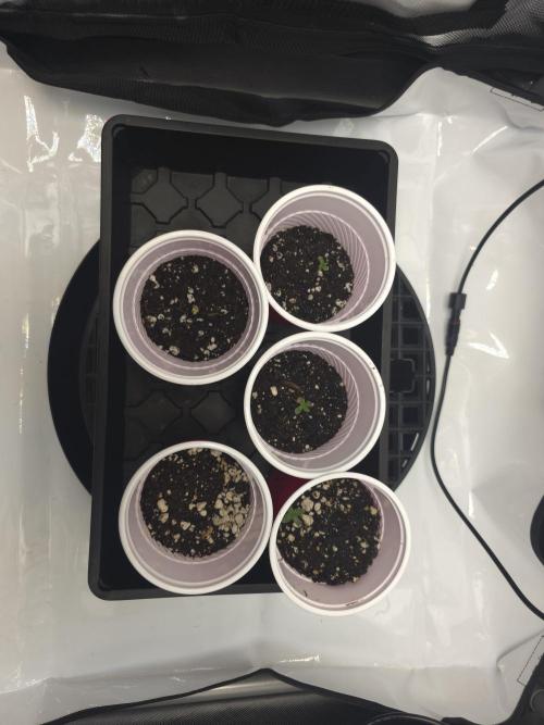 Bakers Delight. Week 0
