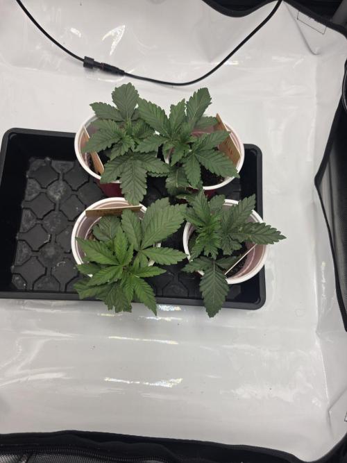 Bakers Delight. Week 1