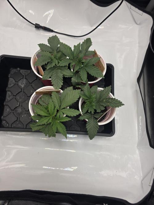 Bakers Delight. Week 1
