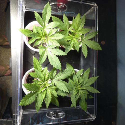 Sour garlic x Honey Banana. Week 0