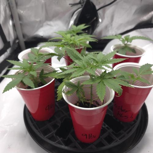 Sour garlic x Honey Banana. Week 0