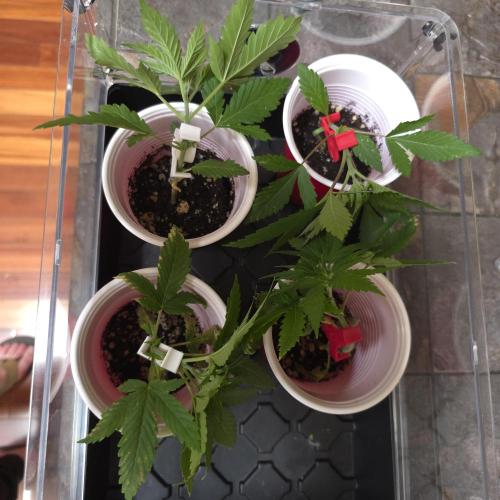 Sour garlic x Honey Banana. Week 0