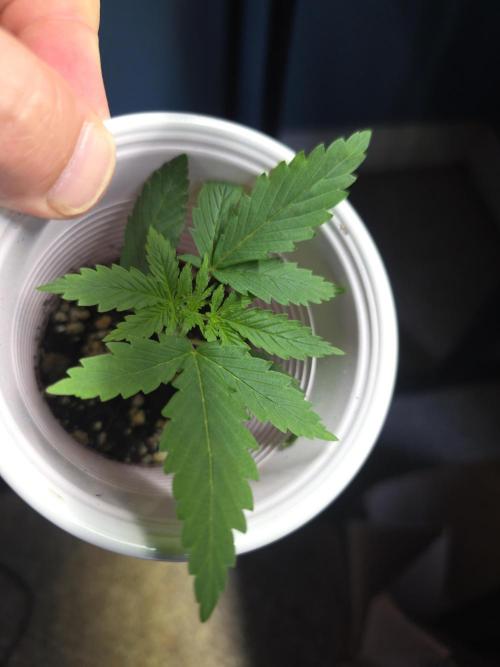 Sour garlic x Honey Banana. Week 0