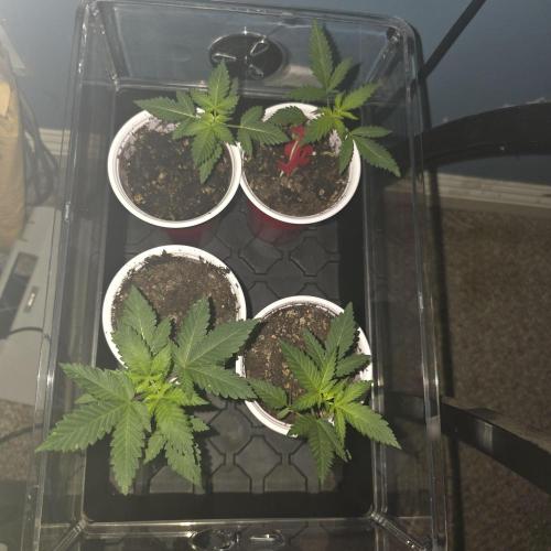 Sour garlic x Honey Banana. Week 1