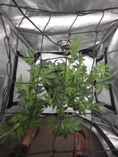 Sour garlic x Honey Banana. Week 1